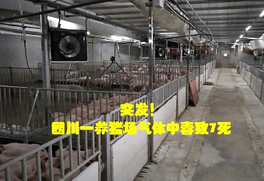 四川一养猪场发生化粪池气体中毒事故，，，，，，，，凯时娱乐气体检测仪守护安全